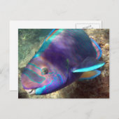 Hawaii Parrot Fish - Uhu Postkarte (Vorne/Hinten)