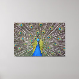 Hawaii Peacock Leinwanddruck