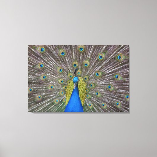 Hawaii Peacock Leinwanddruck (Vorderseite)