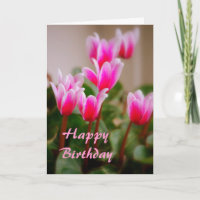 Hawaii Pink Cyclamen Blume, Geburtstag