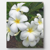 Hawaii Plumeria Blume Fotoplatte (Vorderseite)