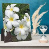 Hawaii Plumeria Blume Fotoplatte (Seite)