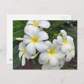 Hawaii Plumeria Blume Postkarte (Vorne/Hinten)