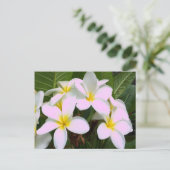 Hawaii Plumeria Blume Postkarte (Stehend Vorderseite)