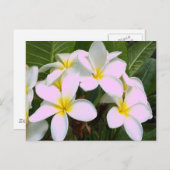 Hawaii Plumeria Blume Postkarte (Vorne/Hinten)
