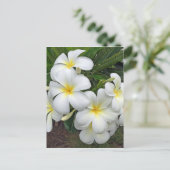 Hawaii Plumeria Blume Postkarte (Stehend Vorderseite)