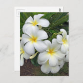 Hawaii Plumeria Blume Postkarte (Vorne/Hinten)