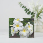 Hawaii Plumeria Blume Postkarte (Stehend Vorderseite)
