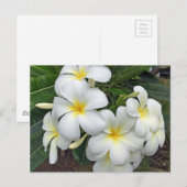 Hawaii Plumeria Blume Postkarte (Vorne/Hinten)