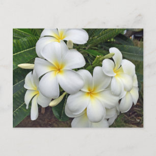Hawaii Plumeria Blume Postkarte