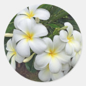 Hawaii Plumeria Blume Runder Aufkleber (Vorderseite)