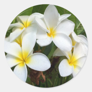 Hawaii Plumeria Blume Runder Aufkleber