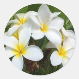 Hawaii Plumeria Blume Runder Aufkleber