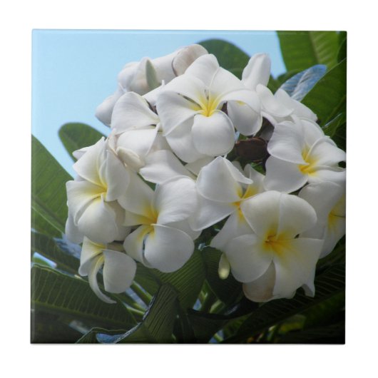 Hawaii Plumeria Fliese (Vorderseite)