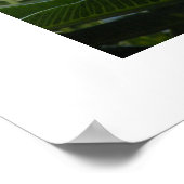 Hawaii Plumeria Poster (Ecke)