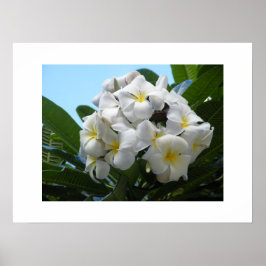 Hawaii Plumeria Poster