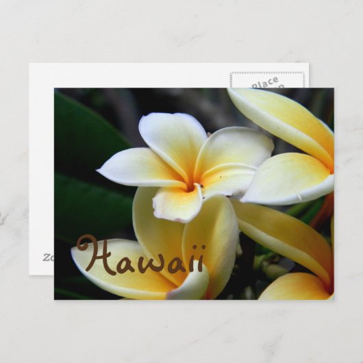 Hawaii Plumeria Postkarte (Vorne/Hinten)