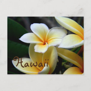 Hawaii Plumeria Postkarte