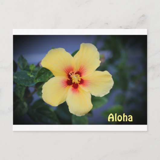 hawaii Postkarte mit der hawaii Staat Blume. (Vorderseite)