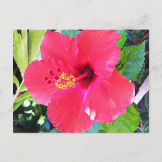 Hawaii Red Hibiskus Blume Postkarte (Vorderseite)