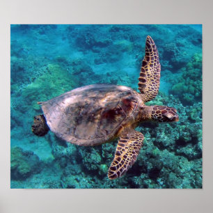 Hawaii-Schildkröte Honu Plakat