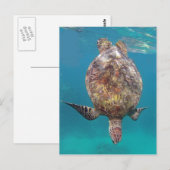 Hawaii-Schildkröte-Muschel Postkarte (Vorne/Hinten)