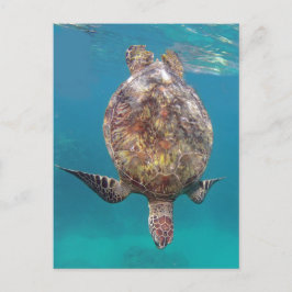 Hawaii-Schildkröte-Muschel Postkarte