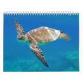 Hawaii-Schildkröten Kalender (Titelbild)