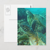 Hawaii-Schildkröten Postkarte (Vorne/Hinten)