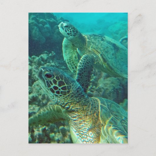 Hawaii-Schildkröten Postkarte (Vorderseite)