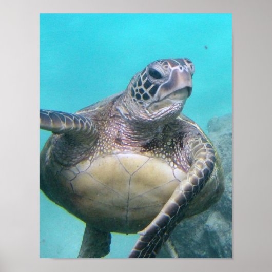 Hawaii Sea Turtle Poster (Vorne)