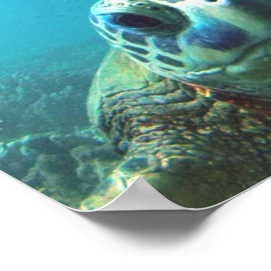 Hawaii Sea Turtle Poster (Ecke)