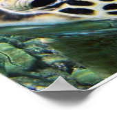Hawaii Sea Turtle Poster (Ecke)