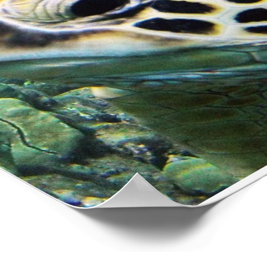 Hawaii Sea Turtle Poster (Ecke)
