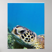 Hawaii Sea Turtle Poster (Vorne)
