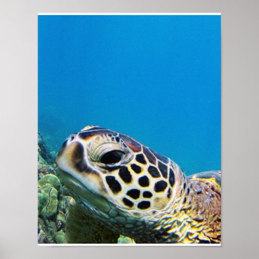Hawaii Sea Turtle Poster (Vorne)