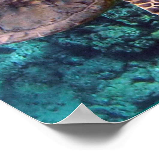 Hawaii Sea Turtle Poster (Ecke)