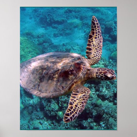 Hawaii Sea Turtle Poster (Vorne)