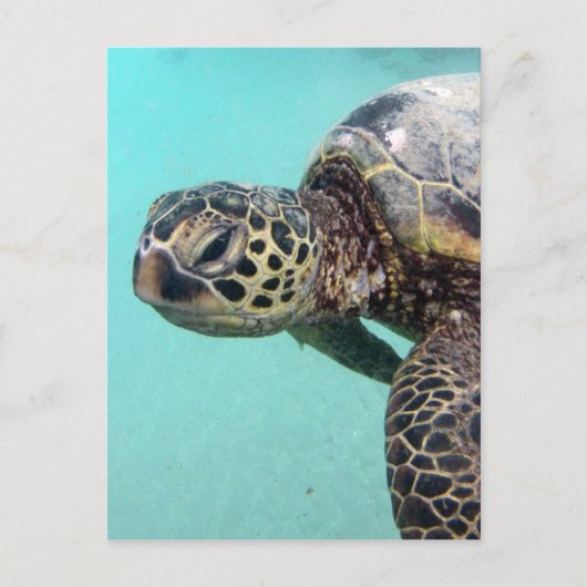 Hawaii Sea Turtle Postkarte (Vorderseite)