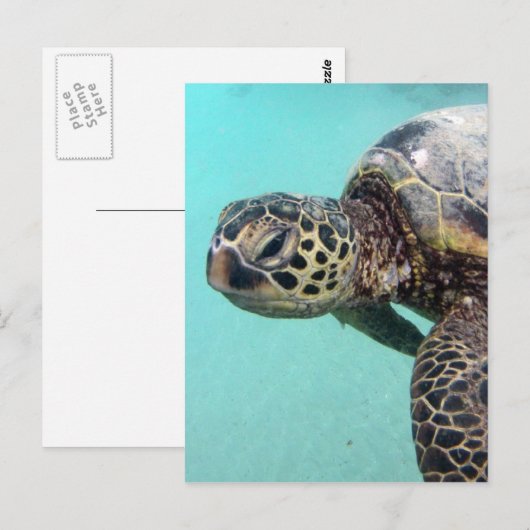Hawaii Sea Turtle Postkarte (Vorne/Hinten)