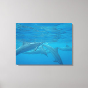 Hawaii-Spinner-Delphine unter Wasser Leinwand-Szen Leinwanddruck