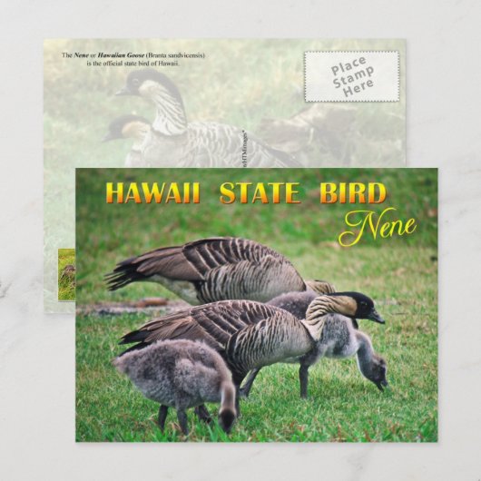 Hawaii Staat Bird - Nene oder Hawaiian Goose Postkarte (Vorne/Hinten)