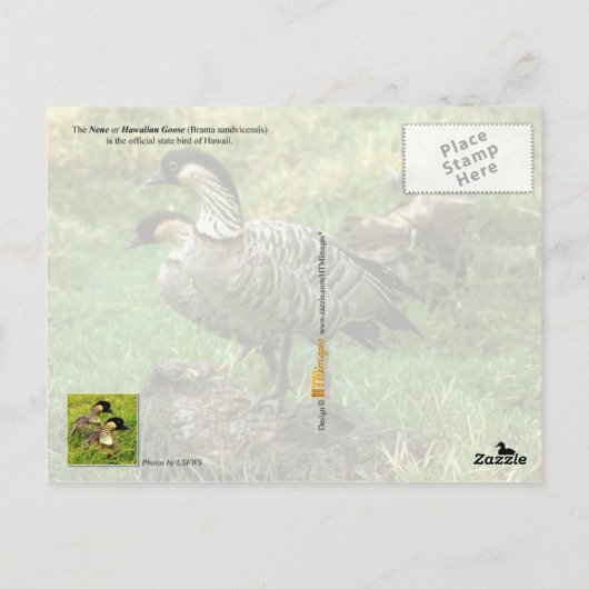 Hawaii Staat Bird - Nene oder Hawaiian Goose Postkarte (Rückseite)
