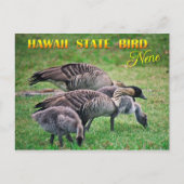 Hawaii Staat Bird - Nene oder Hawaiian Goose Postkarte (Vorderseite)