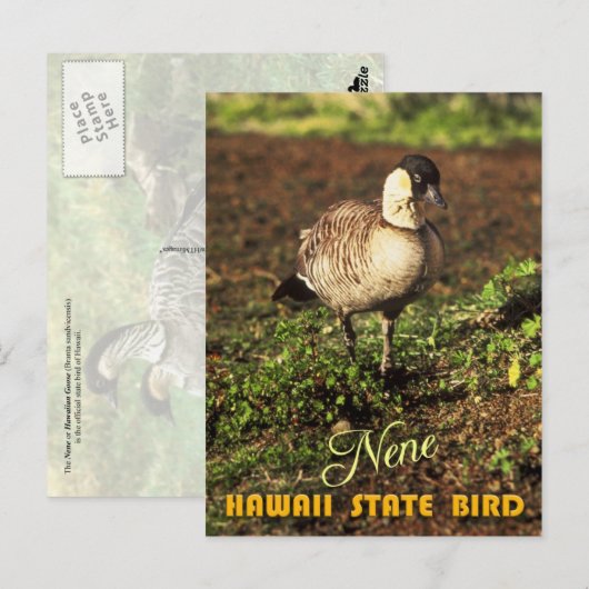 Hawaii Staat Bird - Nene oder Hawaiian Goose Postkarte (Vorne/Hinten)