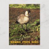 Hawaii Staat Bird - Nene oder Hawaiian Goose Postkarte (Vorderseite)