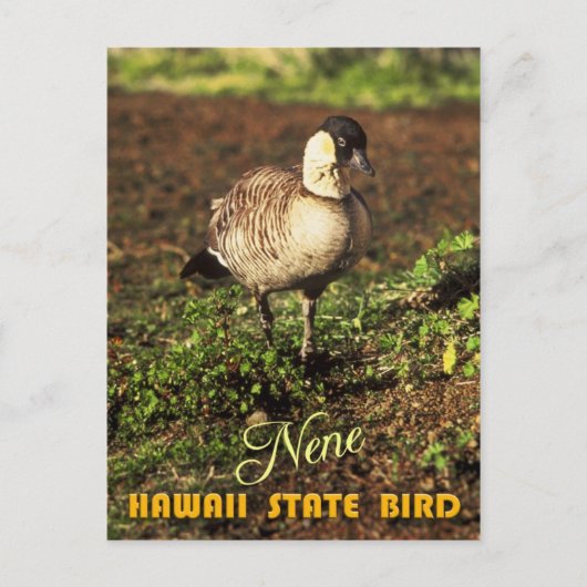 Hawaii Staat Bird - Nene oder Hawaiian Goose Postkarte (Vorderseite)