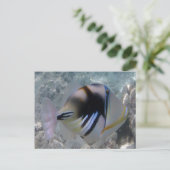 Hawaii Staat Fish - Himuhumunukunukuapua'a Postkarte (Stehend Vorderseite)