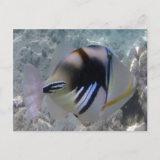 Hawaii Staat Fish - Himuhumunukunukuapua'a Postkarte (Vorderseite)