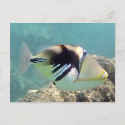 Hawaii Staat Fish - Humuhumunukunukuapua'a Postkarte (Vorderseite)